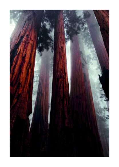 Red woods poster