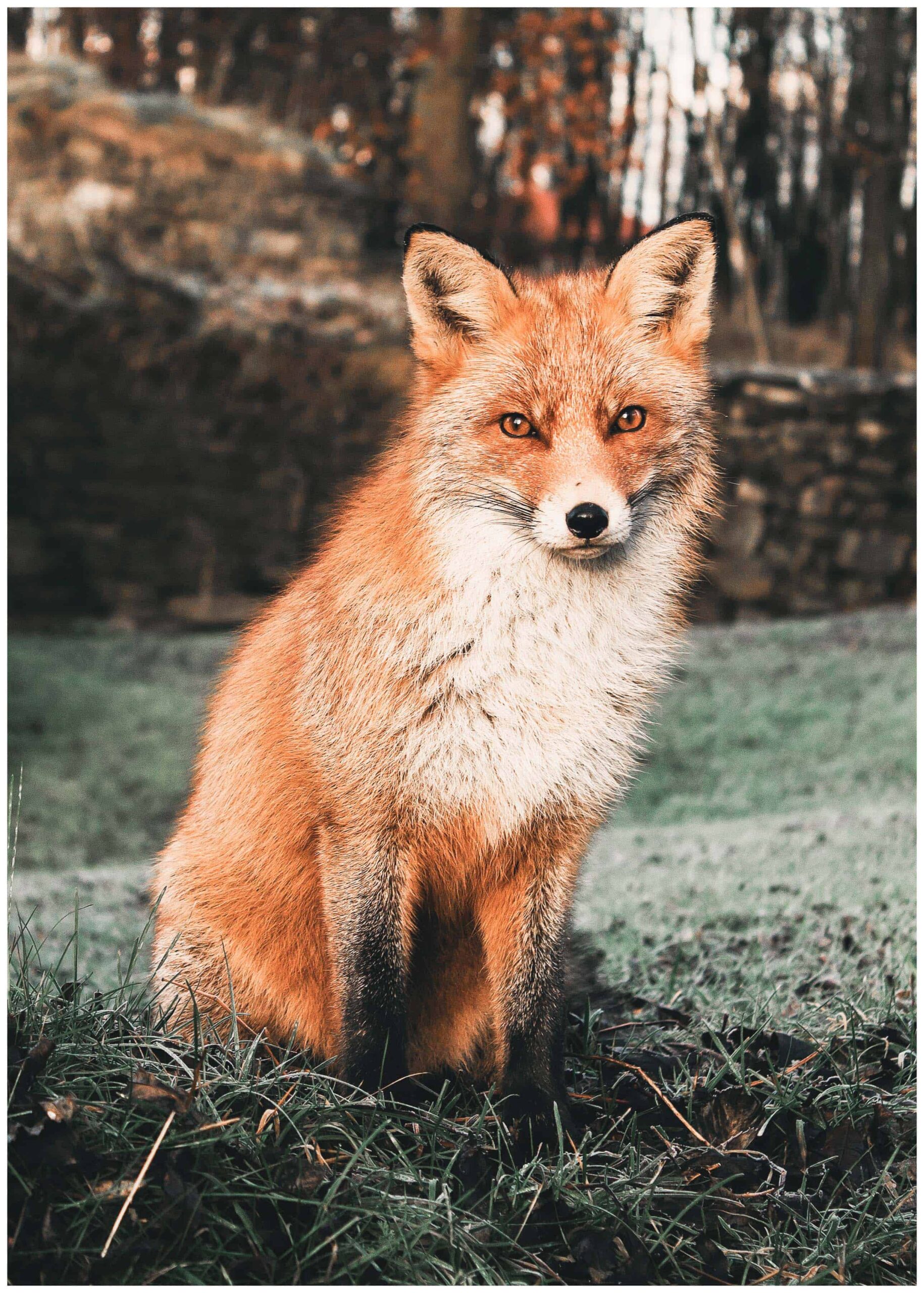 fox photography poster