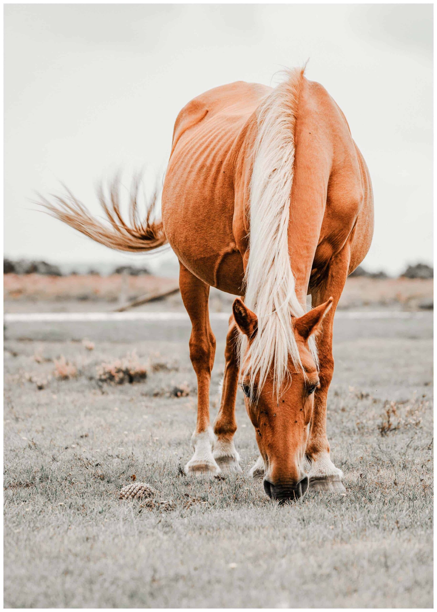 brown horse poster