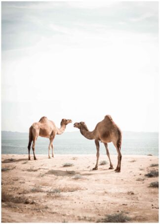 camels poster