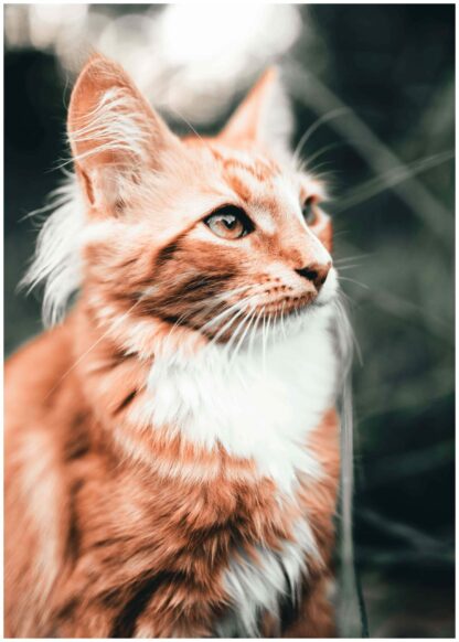 orange  cat poster