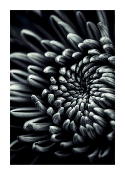 Flower close petals poster