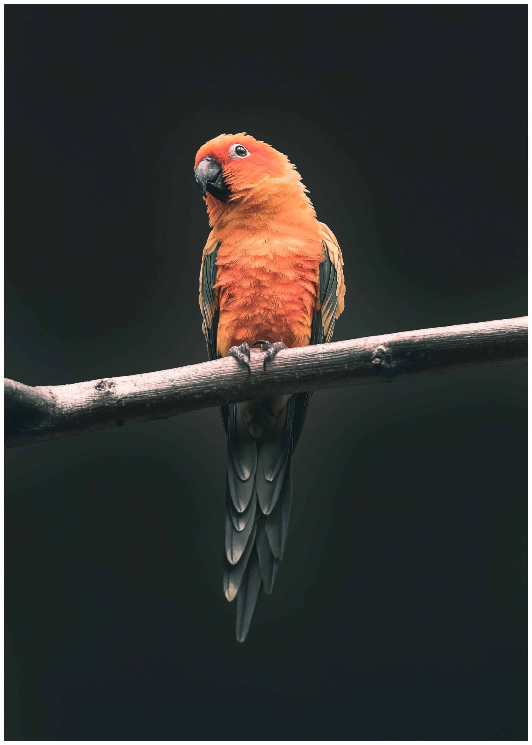 orange parrot on black background poster