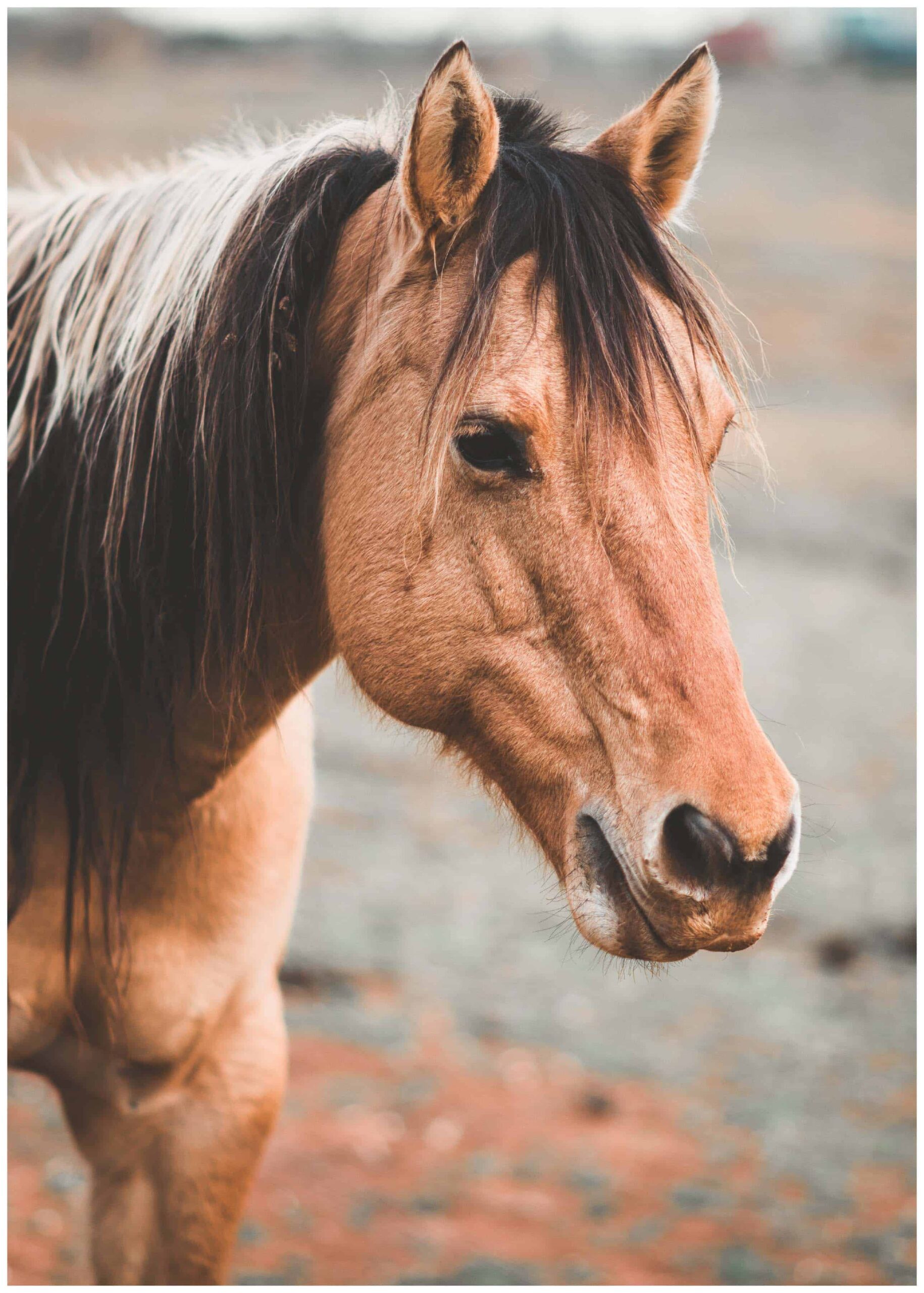 seal brown horse poster