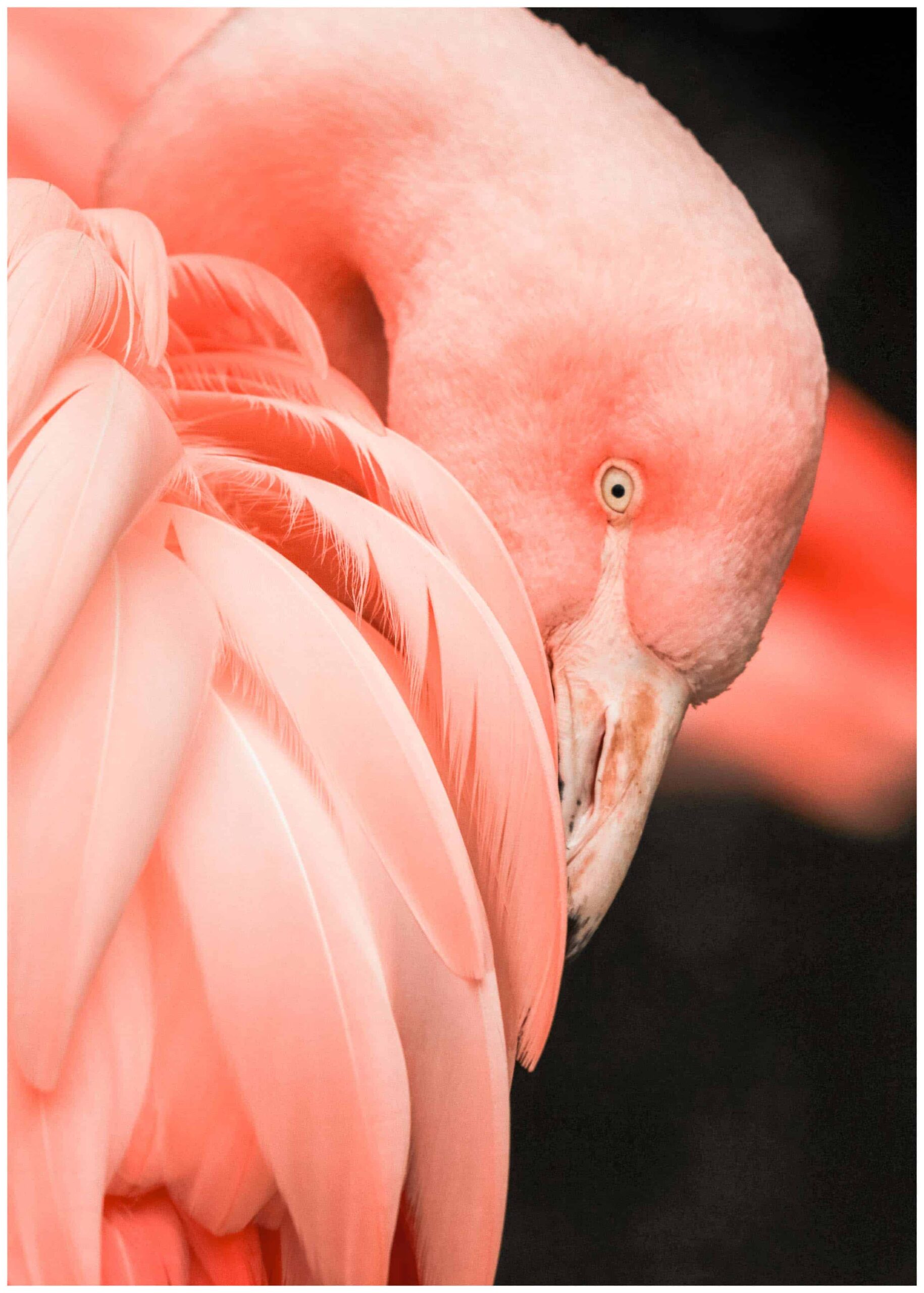 flamingo close up poster