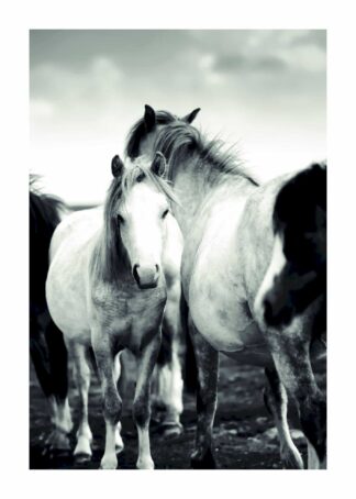 Ponies  black and white poster