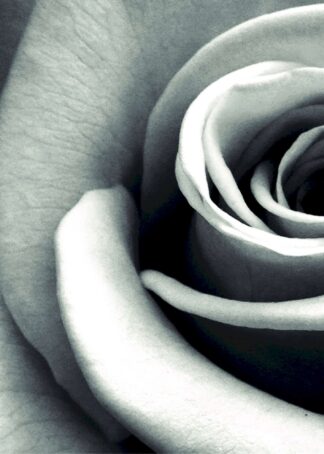 Close-up the rose in black and white poster