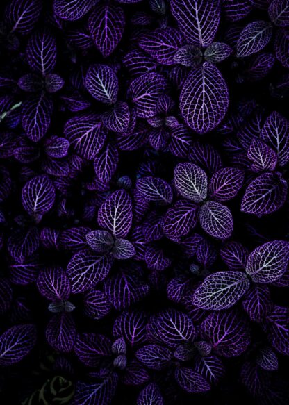 Purple flower close-up poster