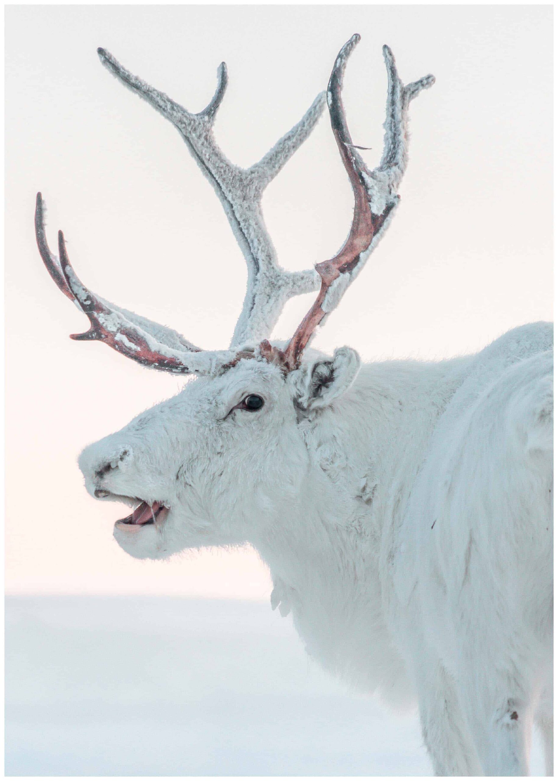 white reindeer poster