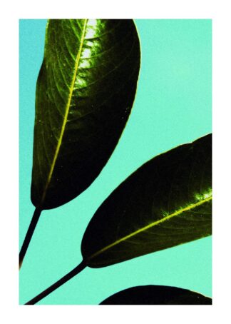 Green leaves on blue background close-up poster
