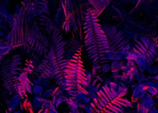 Dark purple tropical leaves poster