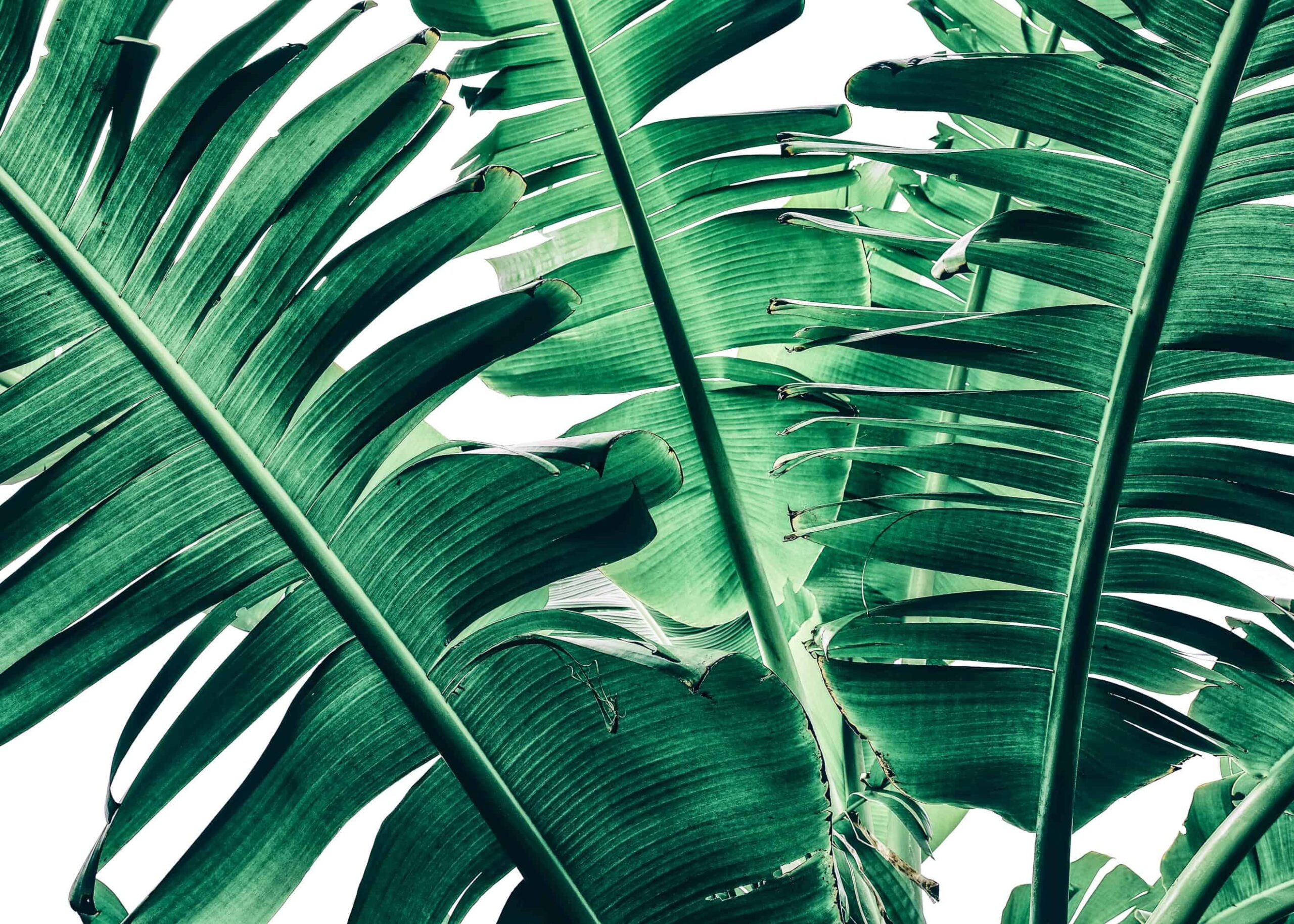 A dark green tropical banana leaves poster