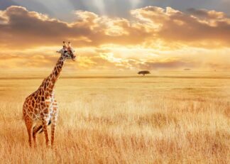 A giraffe in the African golden savannah poster