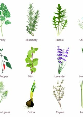 Herbs and spices collection poster