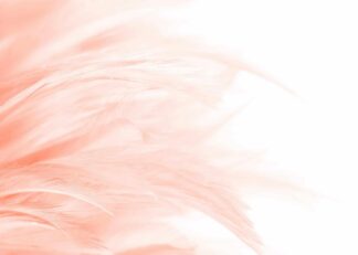 A bunch of feathers in peach color poster