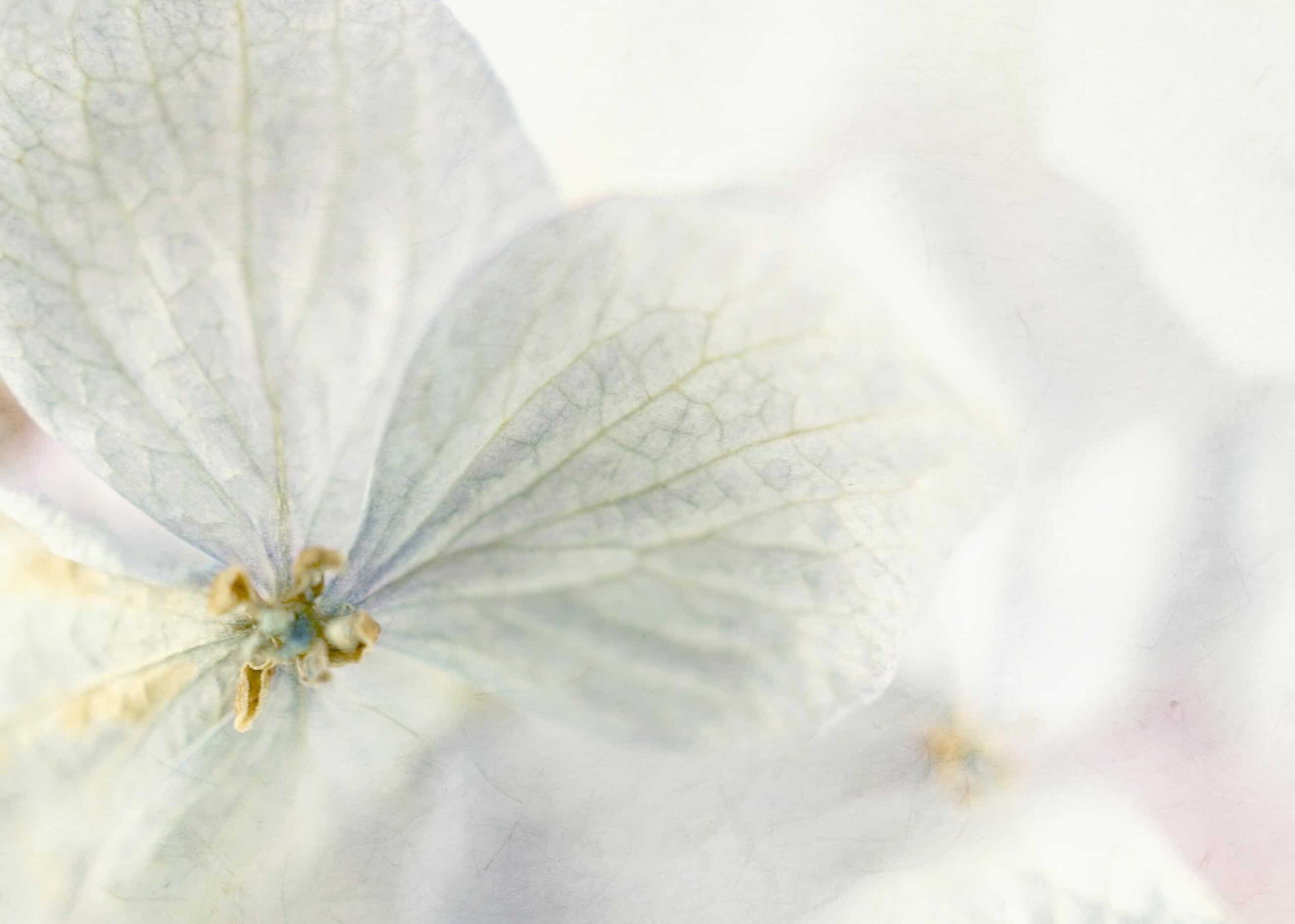 A white hydrangea flower with macro technique poster