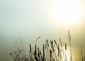 A lake with grass in the morning fog poster