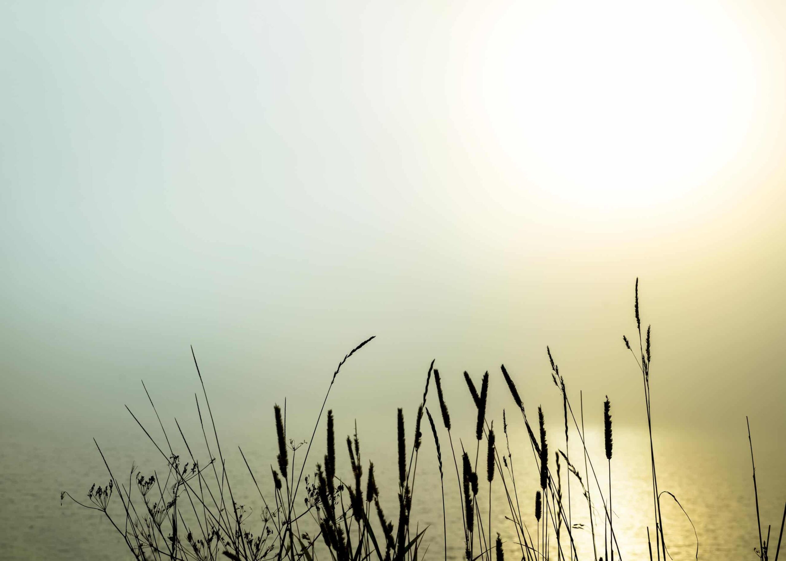 A lake with grass in the morning fog poster