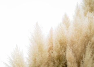 A tussock of pampas grass on a clear sky poster