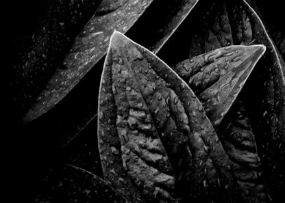 Close-up the wide-blade leaves with water drops poster