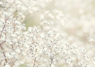 Baby’s breath white buds poster