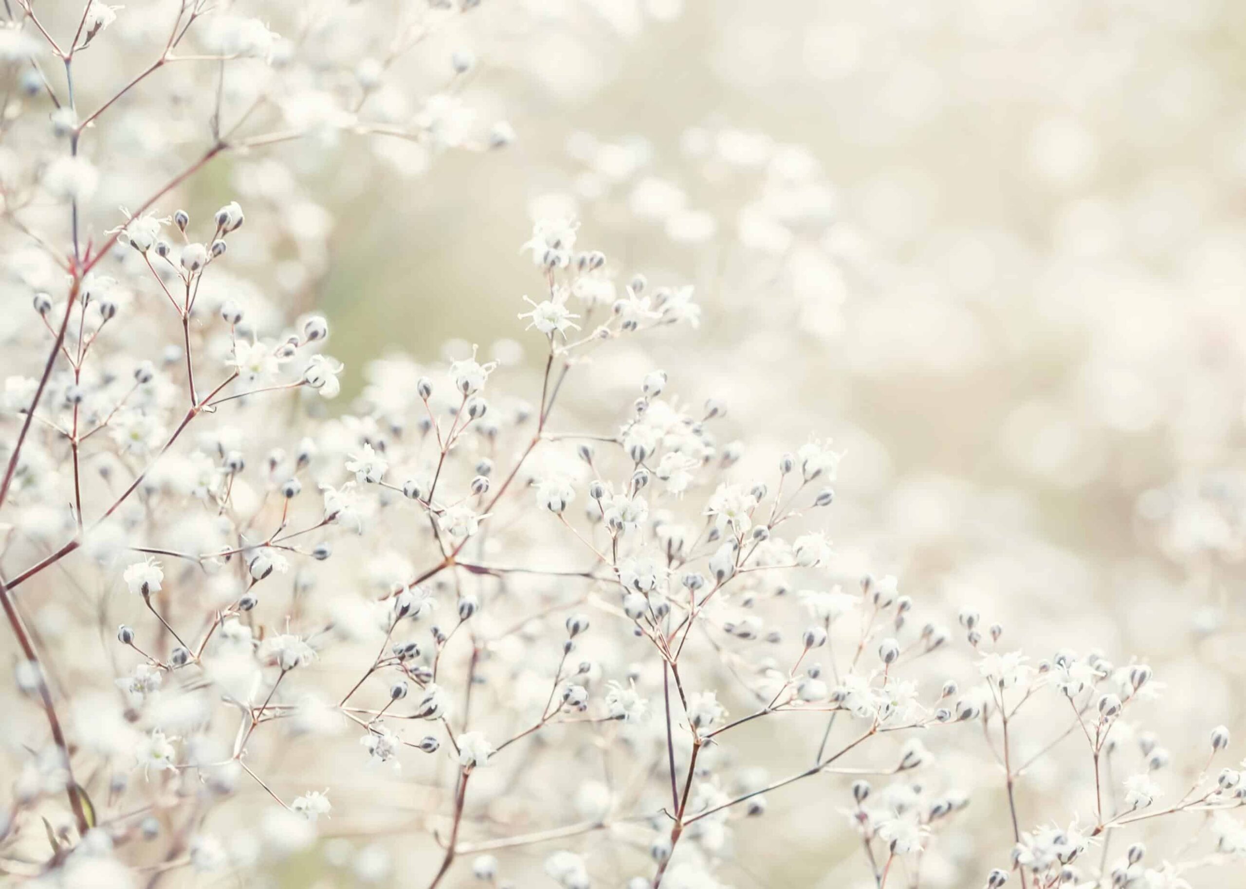 Baby’s breath white buds poster