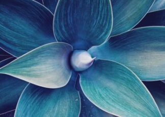 A blue floral ultraviolet poster