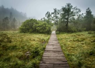 Green grass field with a wooden pathway poster