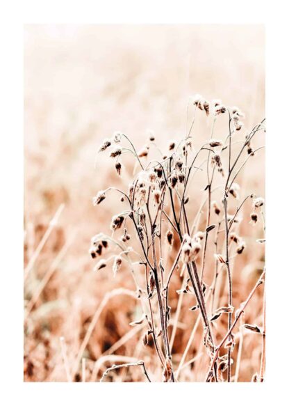 Dried  grass on sunny day poster