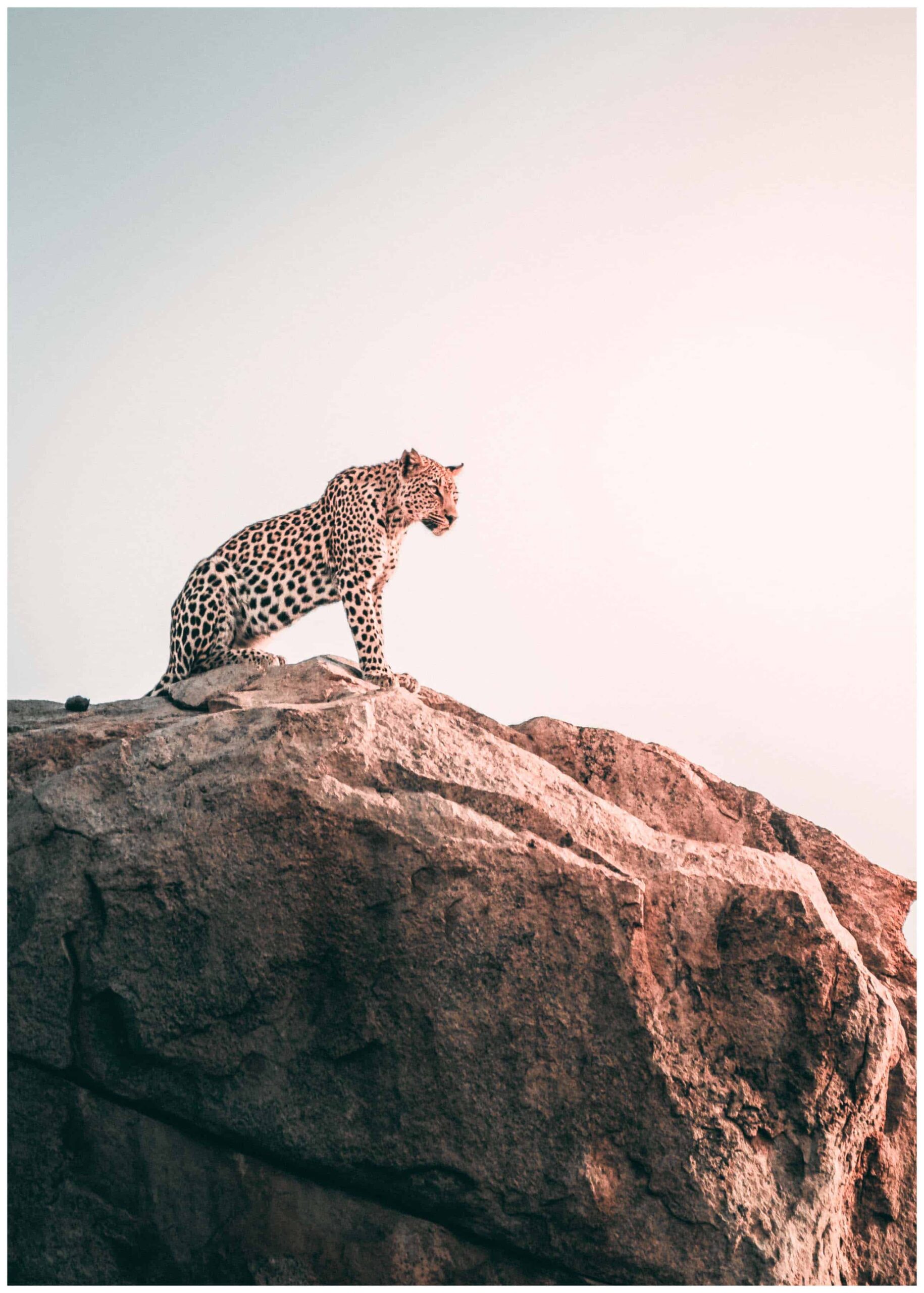 leopard a top on the rock poster