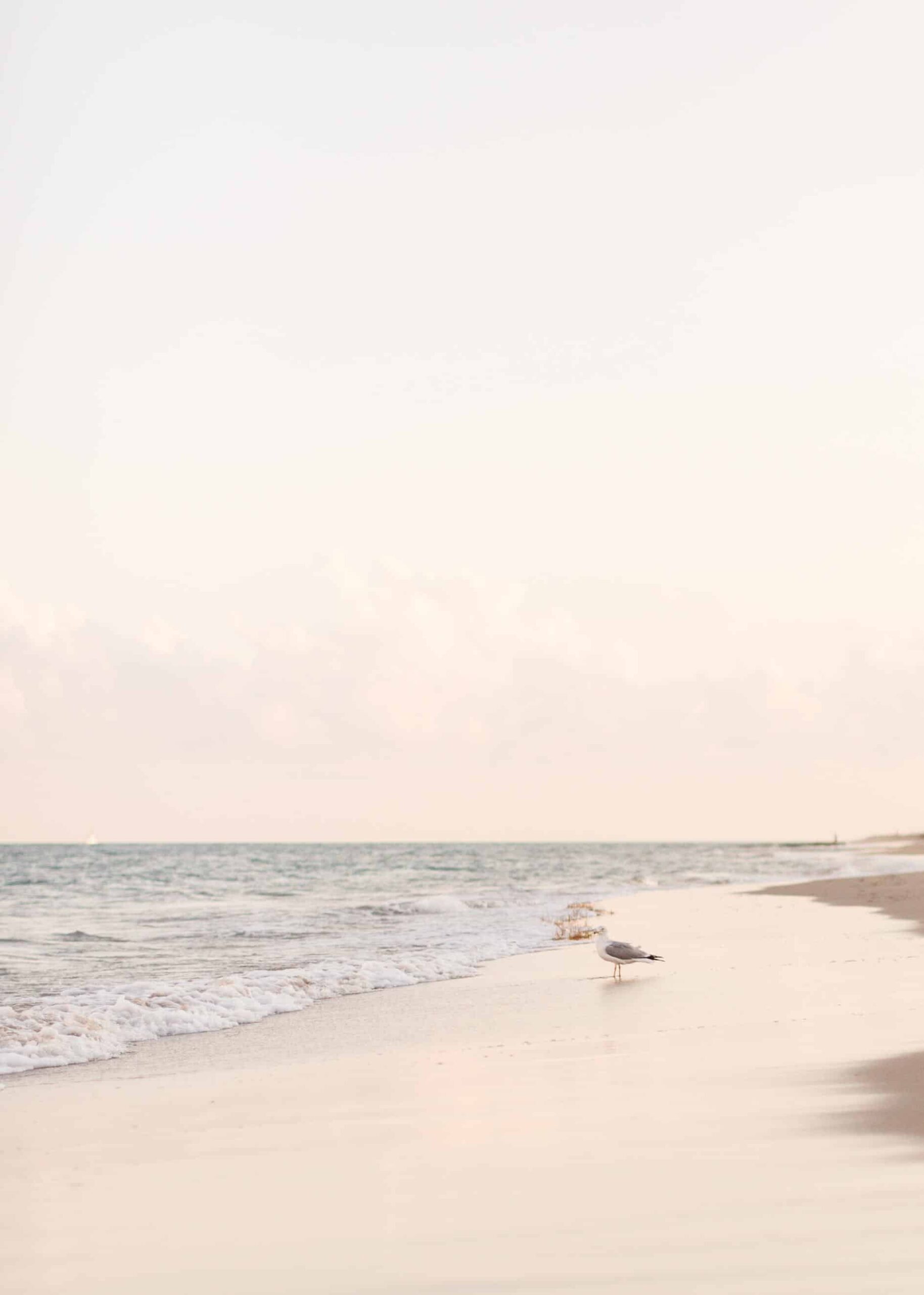 A bird on the beach poster