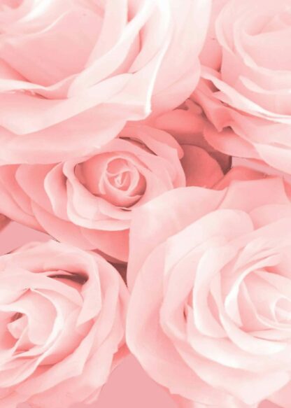 Close-up pink rose poster