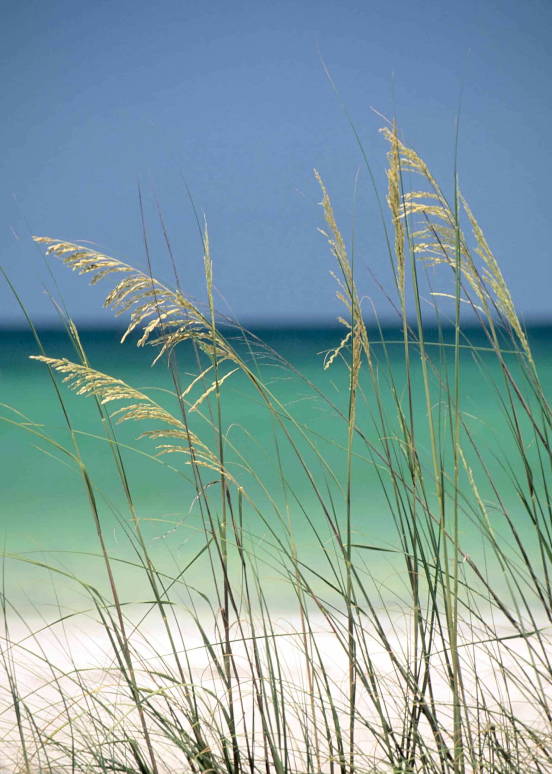 A few blades of grass in the beach poster