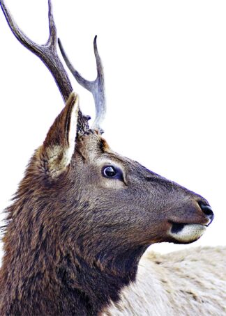 Deer side face poster